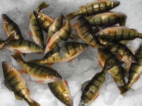 /album/ice-fishing-pictures/perch-jpg/