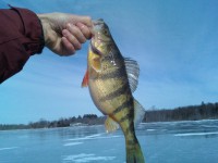 /album/ice-fishing-pictures/perch1-jpg/